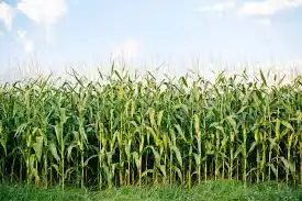 Optimizing Maize Growth: Understanding Fertilizers and Water Requirements