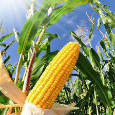 Effective Management Practices for Maize Throughout Its Growth Stages