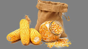 Preservation and Storage of Maize: Ancient Practices and Modern Techniques