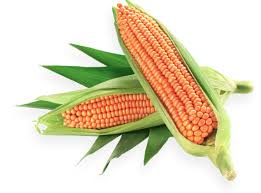 Protecting Maize: Identifying and Managing Pests, Diseases, and Nutritional Deficiencies